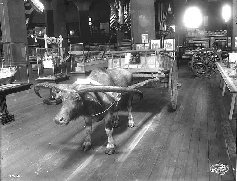 Philippine carabao and cart on display, Alaska-Yukon-Pacific Exposition, Seattle, 1909