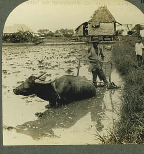 A Filipino farmer with his water buffalo harrowing a flooded rice field, Luzon, c. 1906